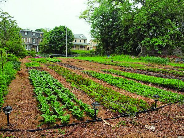 Wide row vegetable garden layout