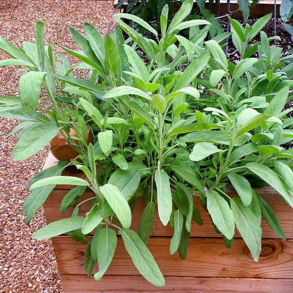 Container Grown Sage
