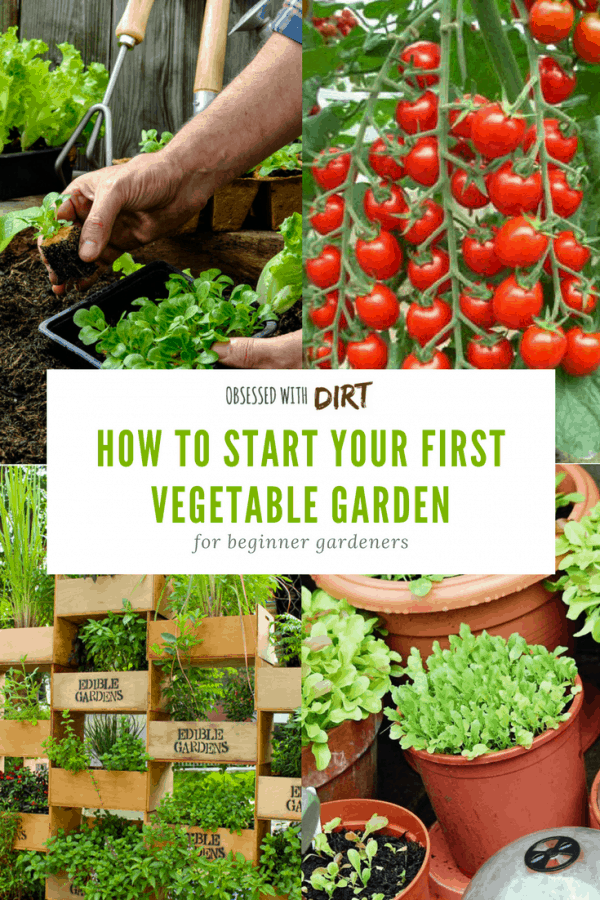 Vegetable Gardening For Beginners: Planning Your First Plot I love this beginner vegetable gardening guide. Absolutely everything is covered from choosing the best location to planting your first crop. You'll learn how to select the best vegetable garden site, when and how to grow vegetables and how to improve your soil for the best harvests. Find out everything you need to know. #thehappygardeninglife #growyourownfood #vegetablegarden #homegarden