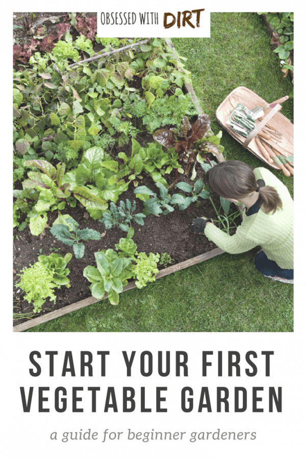 Vegetable Gardening For Beginners: Planning Your First Plot I love this beginner vegetable gardening guide. Absolutely everything is covered from choosing the best location to planting your first crop. You'll learn how to select the best vegetable garden site, when and how to grow vegetables and how to improve your soil for the best harvests. Find out everything you need to know. #thehappygardeninglife #growyourownfood #vegetablegarden #homegarden