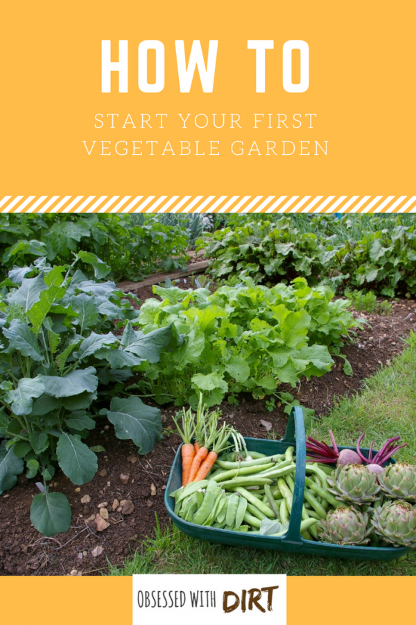 Vegetable Gardening For Beginners: Planning Your First Plot I love this beginner vegetable gardening guide. Absolutely everything is covered from choosing the best location to planting your first crop. You'll learn how to select the best vegetable garden site, when and how to grow vegetables and how to improve your soil for the best harvests. Find out everything you need to know. #thehappygardeninglife #growyourownfood #vegetablegarden #homegarden