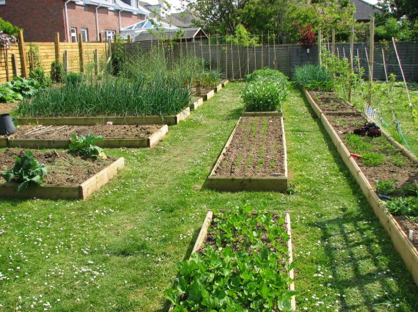 Vegetable Gardening For Beginners How, Small Vegetable Garden Layout For Beginners