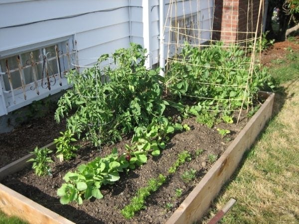 Vegetable Gardening For Beginners How To Plan Your First Patch