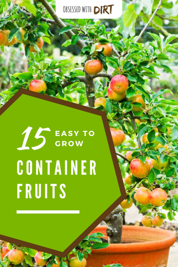 Container gardening fruit are surprisingly easy to grow, tasty and produce huge harvests of fresh tasty fruits for you and your family. Discover the 15 best container fruits to grow in your backyard vegetable garden today. #urbanorganicgardener #growsomethinggreen #thehappygardeninglife #homegarden