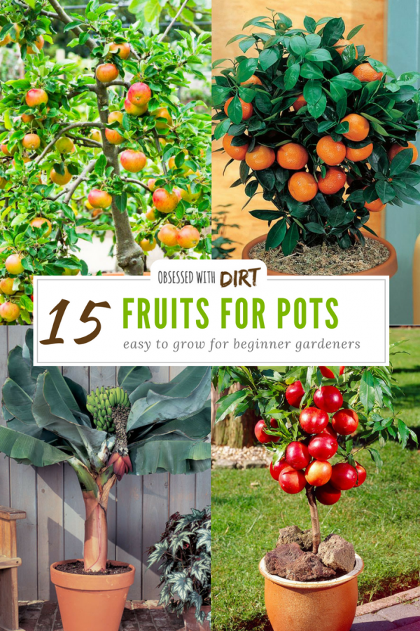 15 Container Gardening Fruit With Incredible Flavor Container gardening fruit are surprisingly easy to grow, tasty and produce huge harvests of fresh tasty fruits for you and your family. Discover the 15 best container fruits to grow in your backyard vegetable garden today. #urbanorganicgardener #growsomethinggreen #thehappygardeninglife #homegarden