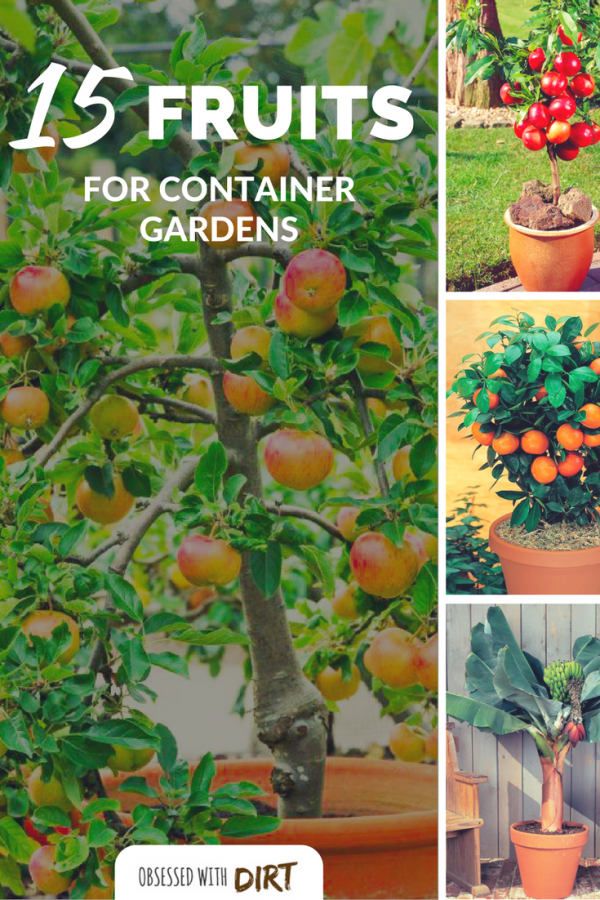 Container gardening fruit are surprisingly easy to grow, tasty and produce huge harvests of fresh tasty fruits for you and your family. Discover the 15 best container fruits to grow in your backyard vegetable garden today. #urbanorganicgardener #growsomethinggreen #thehappygardeninglife #homegarden