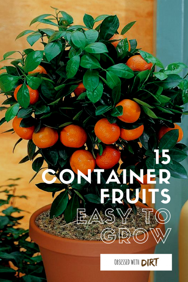 15 Container Gardening Fruit With Incredible Flavor Container gardening fruit are surprisingly easy to grow, tasty and produce huge harvests of fresh tasty fruits for you and your family. Discover the 15 best container fruits to grow in your backyard vegetable garden today. #urbanorganicgardener #growsomethinggreen #thehappygardeninglife #homegarden
