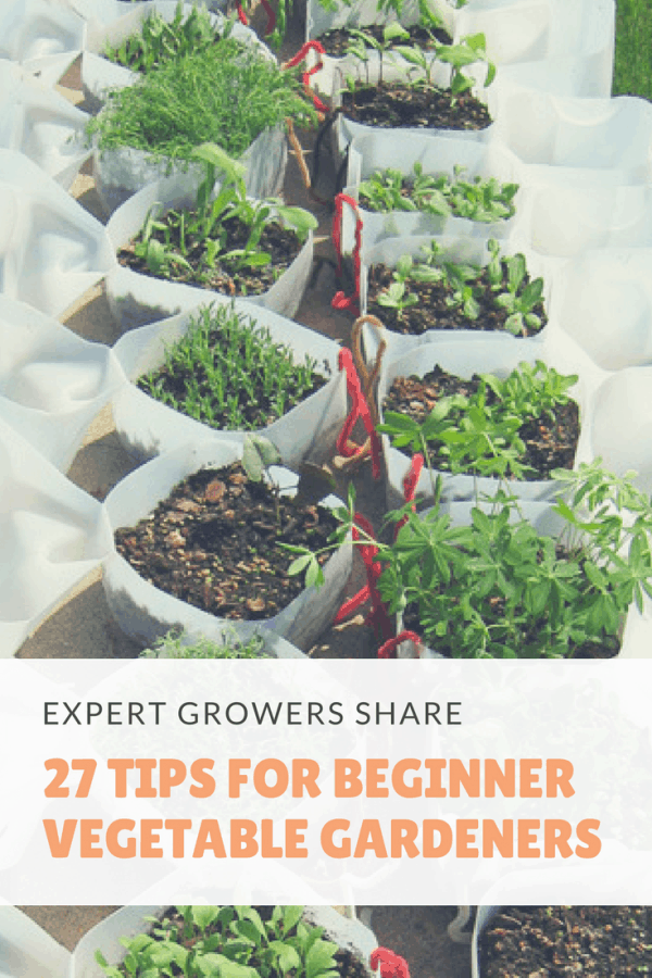 When you first get into vegetable gardening there’s a lot of things to learn. It’s a steep learning curve for many new gardeners. That’s why we’ve created this big list of tips for vegetable gardening for beginners. You’ll learn all those little things that come with experience. Things like keeping detailed records of your crops and labeling plants so you know who’s who when it comes to harvest time. So what are you waiting for? It's time to get diggin'#growyourownfood #thehappygardeninglife #homegarden #urbanfarming