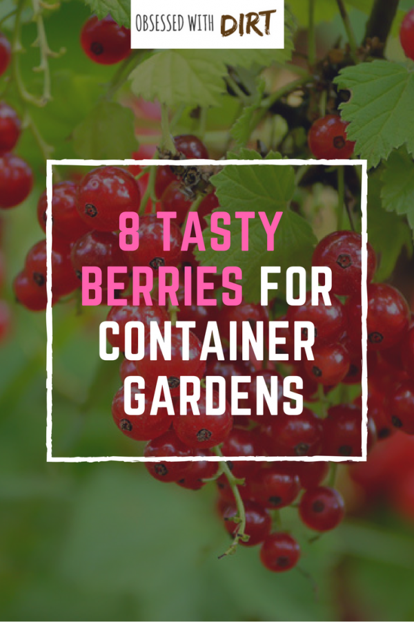 If you want the best tasting berries then check this blog out. I can't believe all 8 of these grow so well in containers. The flavor is unbelievable! These berries are so easy to grow that any beginner vegetable gardener can do it. You'll have tasty berries all year round - try it yourself... #thehappygardeninglife #growyourownfood #organicfood #gardentotable