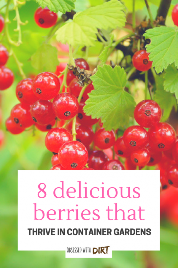 If you want the best tasting berries then check this blog out. I can't believe all 8 of these grow so well in containers. The flavor is unbelievable! These berries are so easy to grow that any beginner vegetable gardener can do it. You'll have tasty berries all year round - try it yourself... #thehappygardeninglife #growyourownfood #organicfood #gardentotable