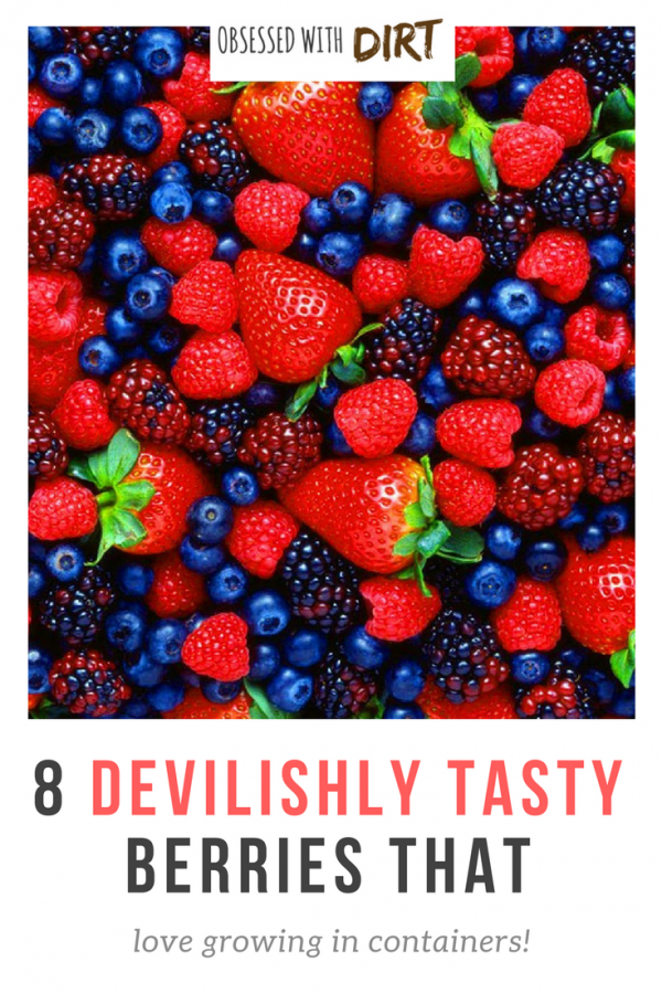 If you want the best tasting berries then check this blog out. I can't believe all 8 of these grow so well in containers. The flavor is unbelievable! These berries are so easy to grow that any beginner vegetable gardener can do it. You'll have tasty berries all year round - try it yourself...