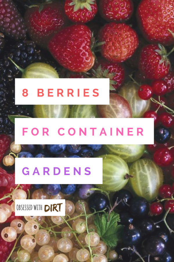 If you want the best tasting berries then check this blog out. I can't believe all 8 of these grow so well in containers. The flavor is unbelievable! These berries are so easy to grow that any beginner vegetable gardener can do it. You'll have tasty berries all year round - try it yourself... #thehappygardeninglife #growyourownfood #organicfood #gardentotable