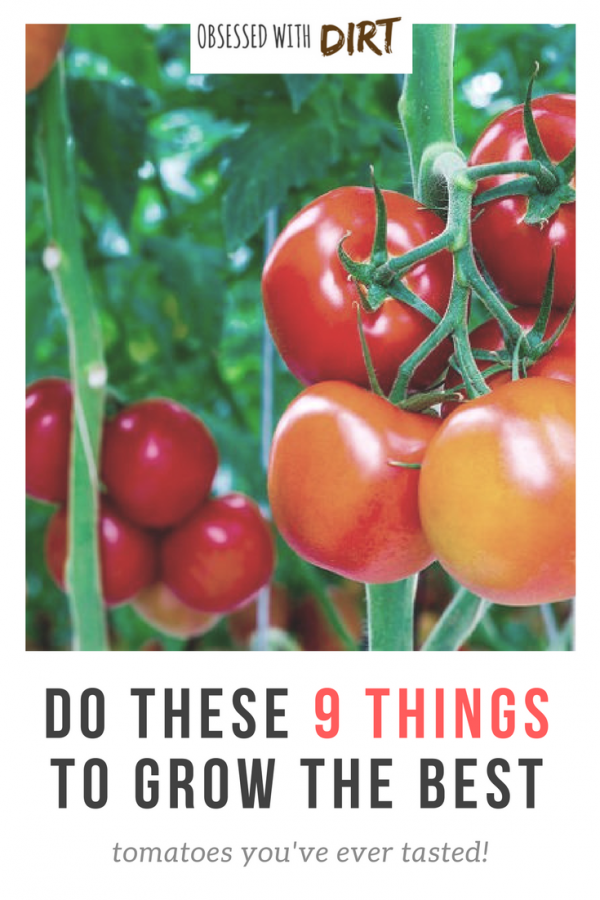 So you want to grow the best tomatoes this year? Well this guide reveals the 9 secrets used by expert tomato growers around the world. You'll learn exactly how to grow tomatoes with incredible flavor and productivity. #organicfood #growyourownfood #thehappygardeninglife #vegetablegarden