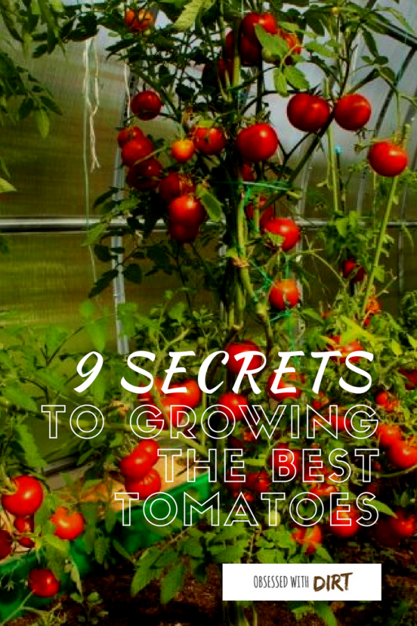 So you want to grow the best tomatoes this year? Well this guide reveals the 9 secrets used by expert tomato growers around the world. You'll learn exactly how to grow tomatoes with incredible flavor and productivity. #organicfood #growyourownfood #thehappygardeninglife #vegetablegarden