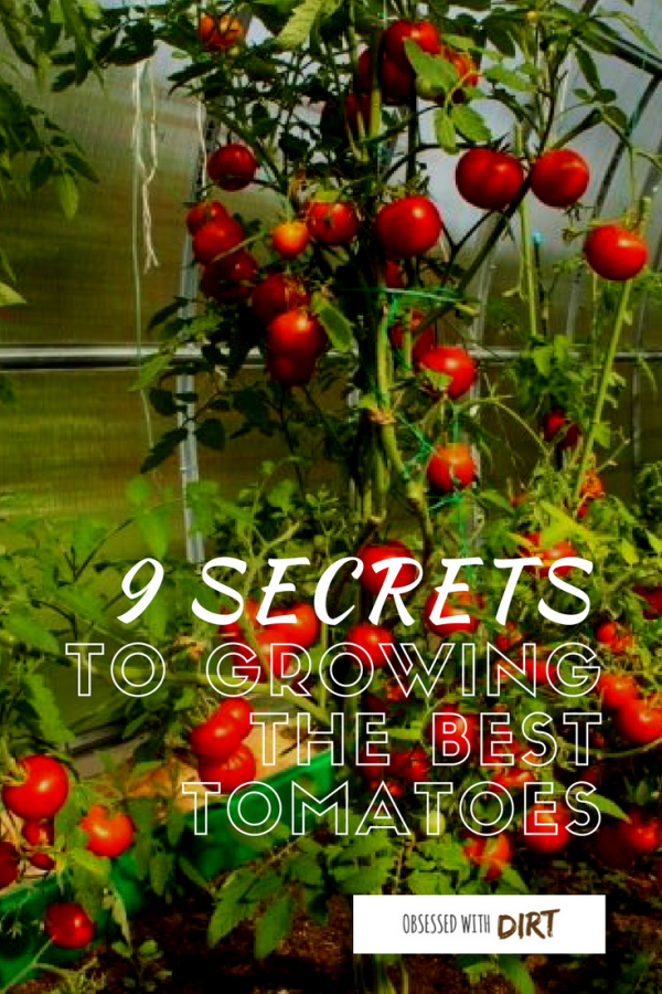 Do These 9 Things To Grow The Best Tomatoes Ever Gardeners' Magazine