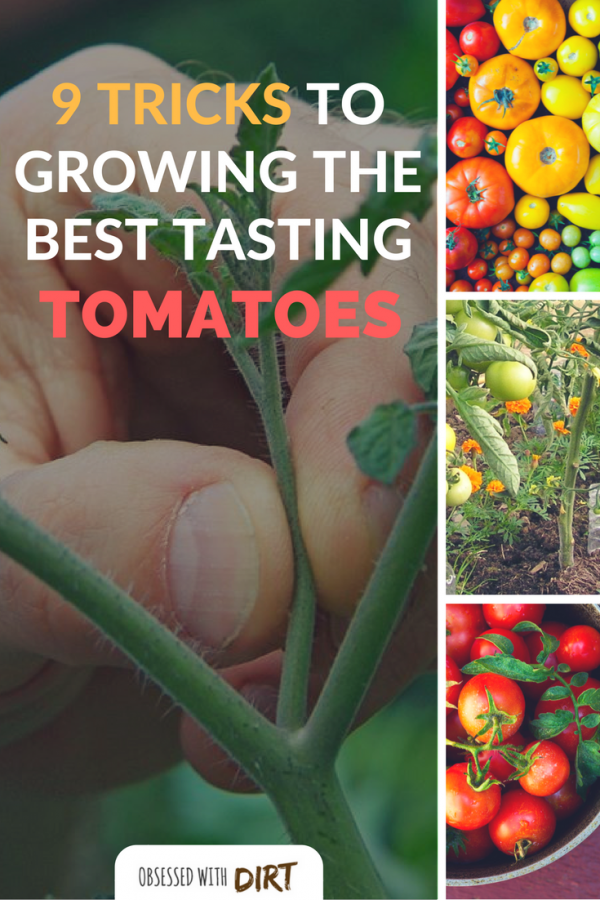 So you want to grow the best tomatoes this year? Well this guide reveals the 9 secrets used by expert tomato growers around the world. You'll learn exactly how to grow tomatoes with incredible flavor and productivity. #organicfood #growyourownfood #thehappygardeninglife #vegetablegarden