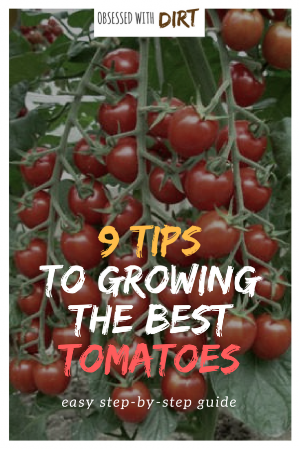 So you want to grow the best tomatoes this year? Well this guide reveals the 9 secrets used by expert tomato growers around the world. You'll learn exactly how to grow tomatoes with incredible flavor and productivity. #organicfood #growyourownfood #thehappygardeninglife #vegetablegarden