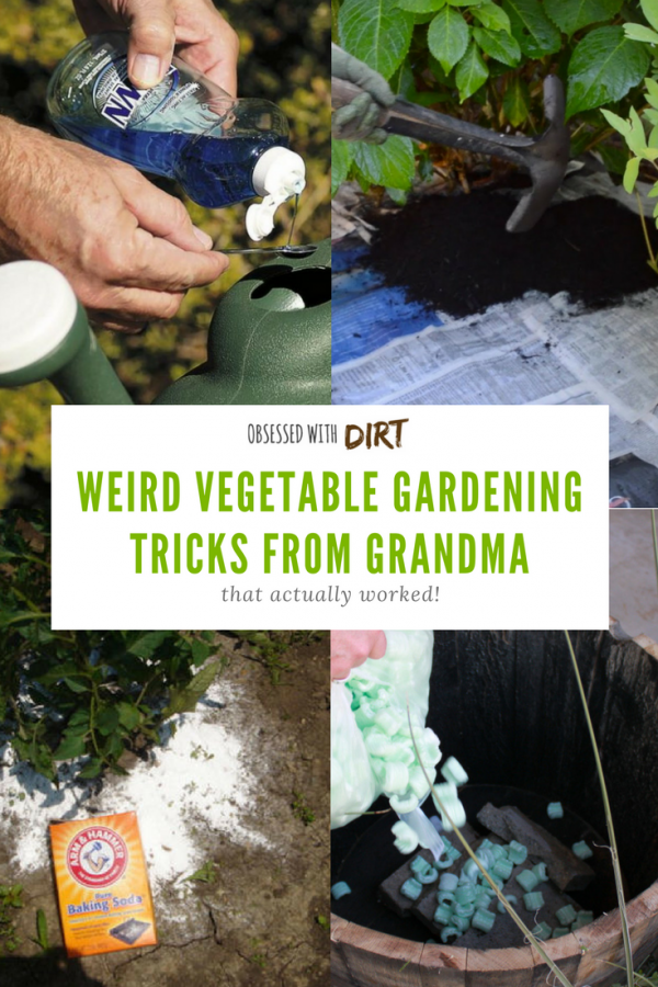 Ok so some of these are pretty out there. Who would have thought of using baby diapers in your vegetable garden? There's 19 other whacky vegetable gardening tips here too. Let me know what you think. #growsomethinggreen #organicgardening #growyourownfood #thehappygardeninglife