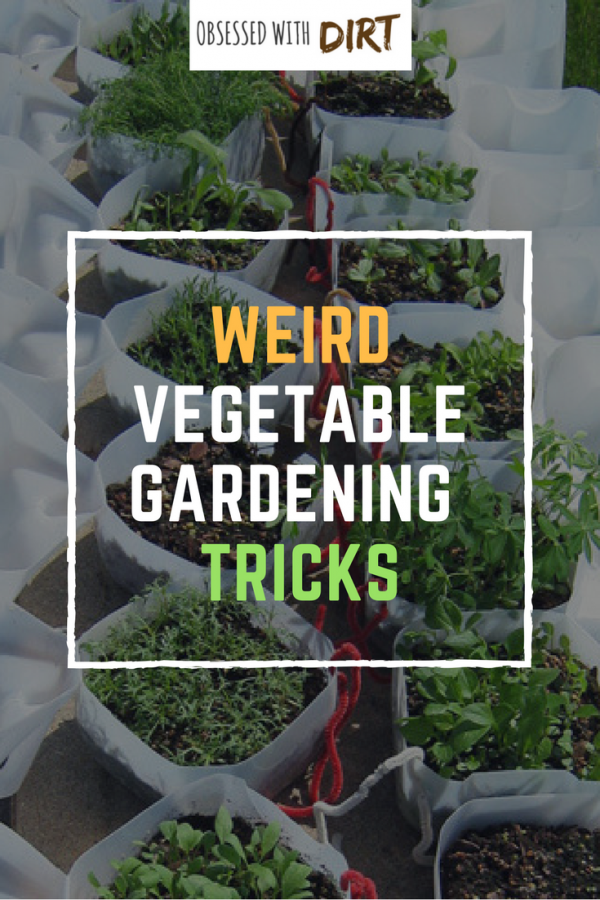 Ok so some of these are pretty out there. Who would have thought of using baby diapers in your vegetable garden? There's 19 other whacky vegetable gardening tips here too. Let me know what you think. #growsomethinggreen #organicgardening #growyourownfood #thehappygardeninglife