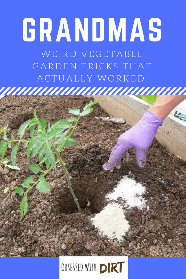 Ok so some of these are pretty out there. Who would have thought of using baby diapers in your vegetable garden? There's 19 other whacky vegetable gardening tips here too. Let me know what you think. #growsomethinggreen #organicgardening #growyourownfood #thehappygardeninglife