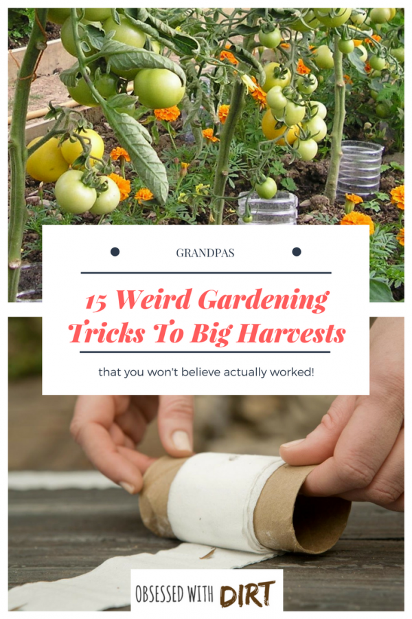 Ok so some of these are pretty out there. Who would have thought of using baby diapers in your vegetable garden? There's 19 other whacky vegetable gardening tips here too. Let me know what you think. #growsomethinggreen #organicgardening #growyourownfood #thehappygardeninglife