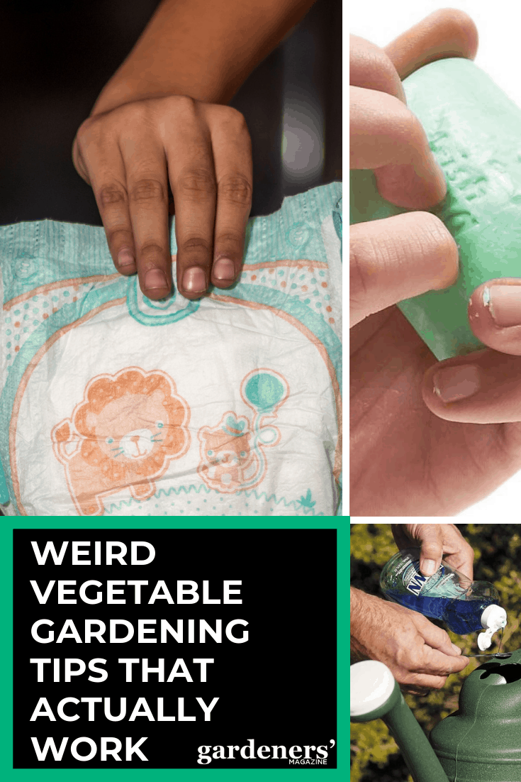 Ok so some of these are pretty out there. Who would have thought of using baby diapers in your vegetable garden? There's 19 other whacky vegetable gardening tips here too. Let me know what you think. #growsomethinggreen #organicgardening #growyourownfood #thehappygardeninglife