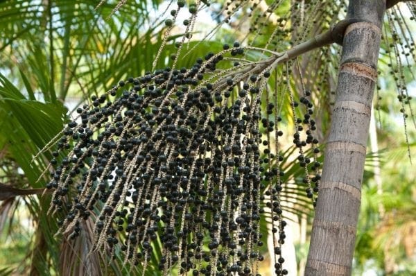 Acai Berries container gardening vegetables