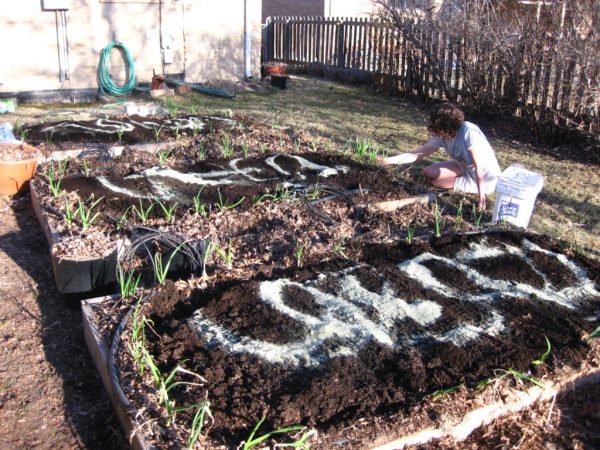 dolomite lime - vegetable gardening