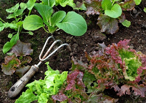 Plant Successively in your veggie garden