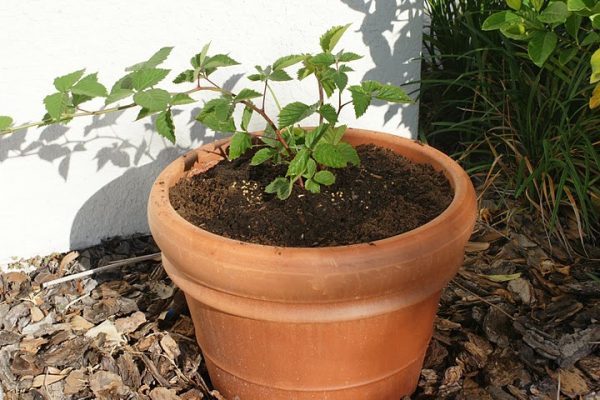 container gardening fruit blackberries