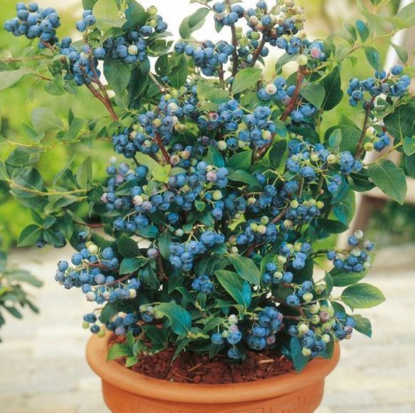 container gardening fruit blueberries