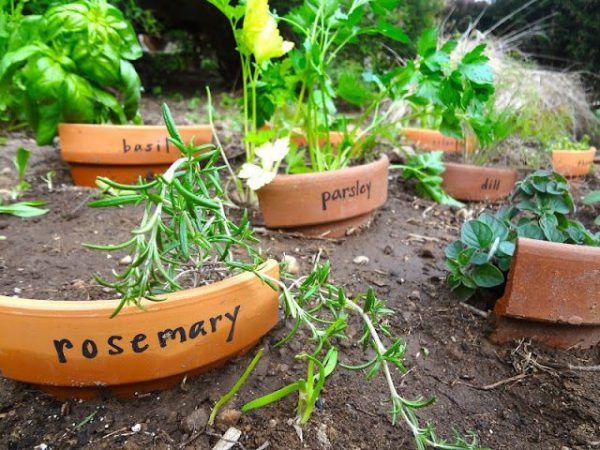 vegetable garden ideas