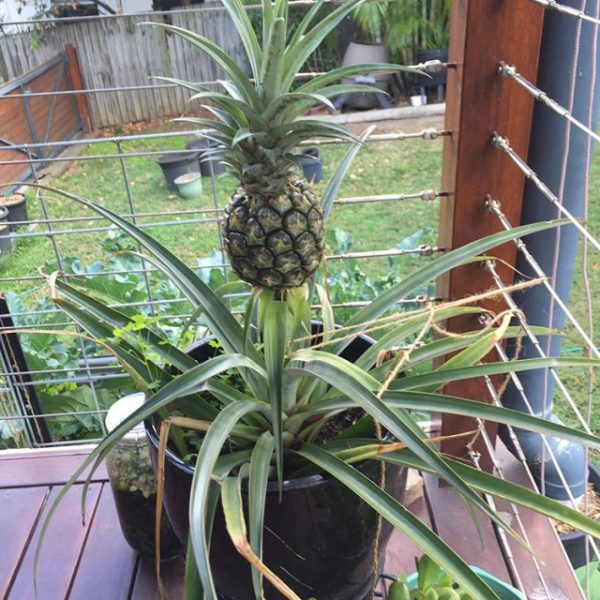 Pineapple