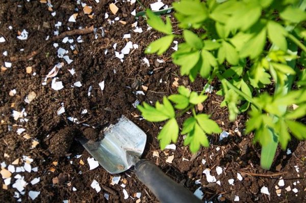protect seedlings with eggshells - vegetable garden ideas