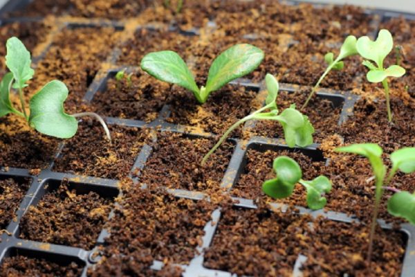 vegetable garden design