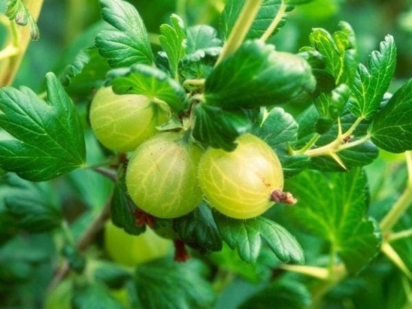 container vegetable gardening gooseberries 