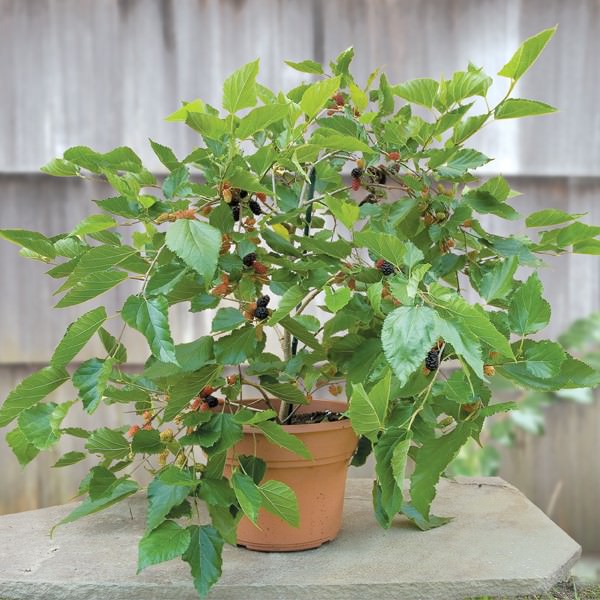 Mulberries in container vegetable gardening