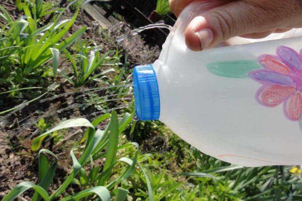 bottle watering for vegetable garden