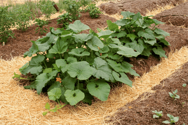 home vegetable gardens