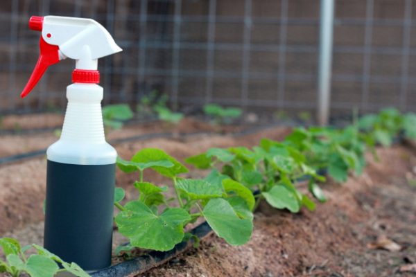 pest control in home vegetable garden