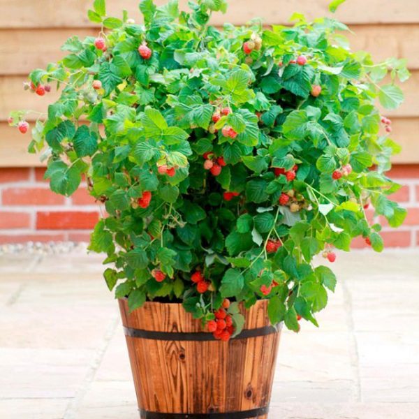 raspberries in container vegetable gardening