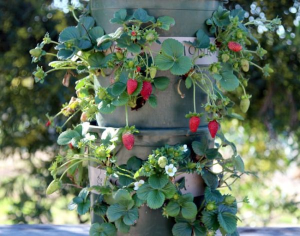 container gardening fruit strawberry