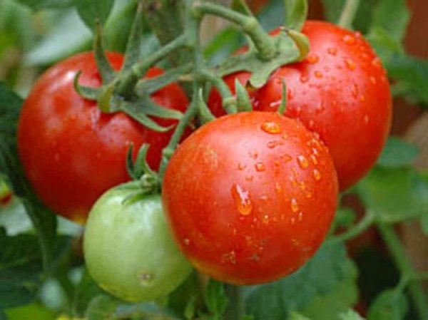 tomatoes