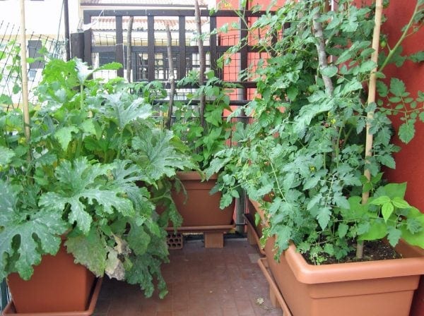 vegetable garden layout ideas