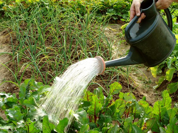 Watering Your Vegetable Garden