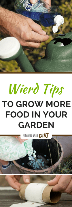 Ok so some of these are pretty out there. Who would have thought of using baby diapers in your vegetable garden? There's 19 other whacky vegetable gardening tips here too. Let me know what you think. #growsomethinggreen #organicgardening #growyourownfood #thehappygardeninglife