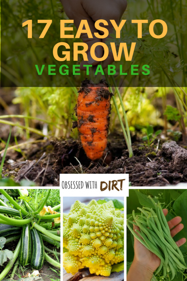 17 Easy to Grow Vegetables