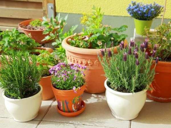 Plants in pots in the backyard