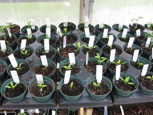 Warm season garden- seedlings in pot