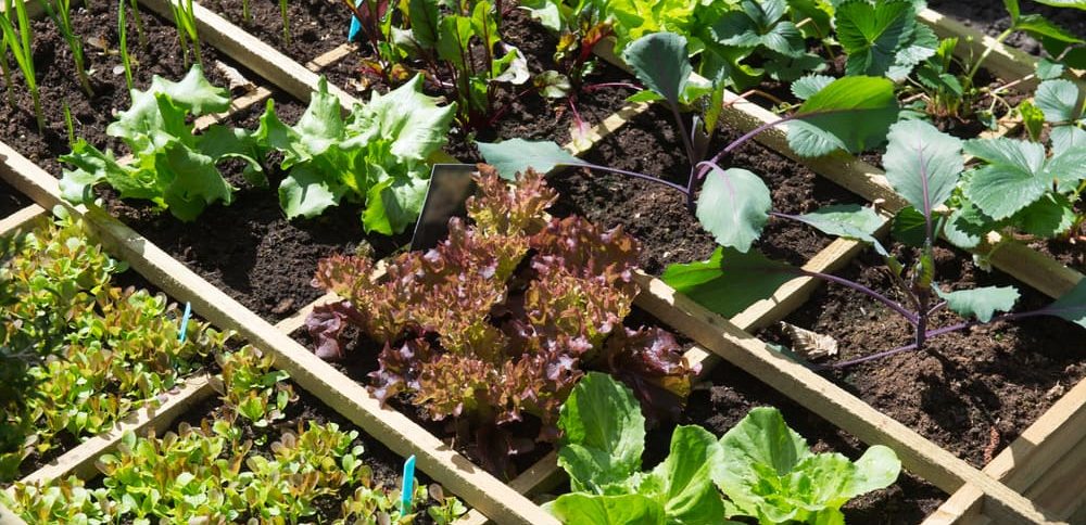 Square Foot Gardening How To Plan Your New Vegetable Garden
